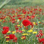 Pasticceria Le Meraviglie di Serra Mauro